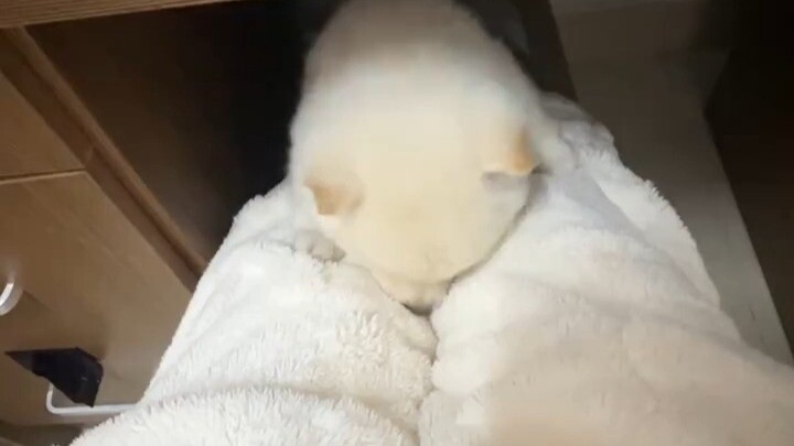The little dog will crawl up your clothes and into your arms.