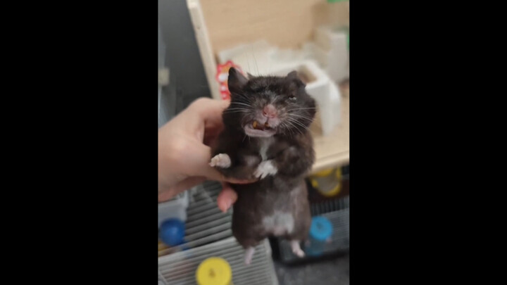 Rats, I'm hard!