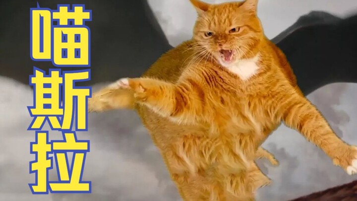 【หนังแมวฝรั่งเศส】มิอุซึระ? แผนยึดครองโลกของเหล่าแมวขั้นตอนแรก: กลายเป็นตัวเอกในผลงานชื่อดังระดับโลก