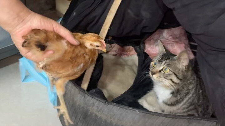 Anak kucing baru yang tumbuh besar pasti akan melalui tahap ini