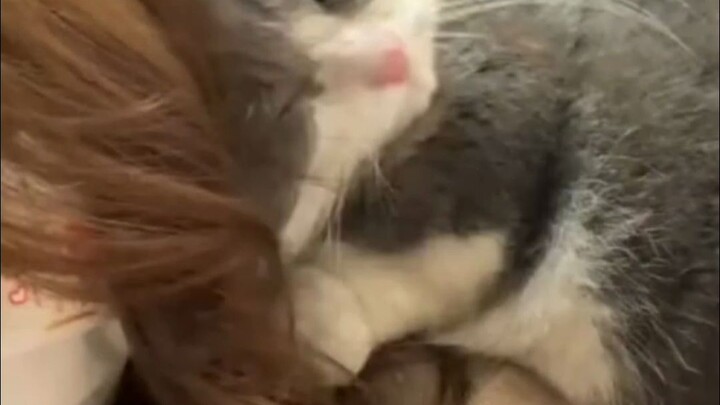 Mèo: Lâu lắm rồi mới hút người