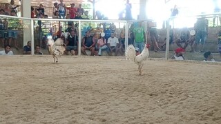 1st tym ko nagtari sa sabungan LL agad, native nilaban pang practice. 🫡🐓