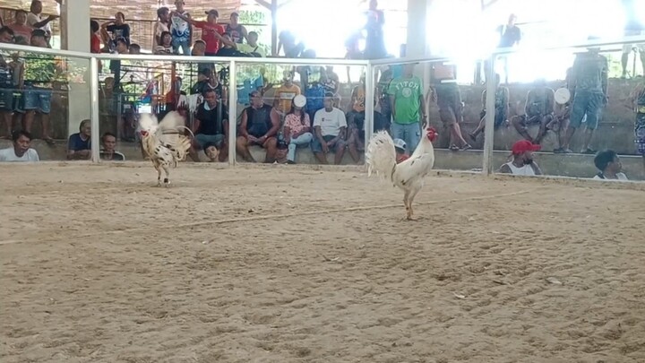 1st tym ko nagtari sa sabungan LL agad, native nilaban pang practice. 🫡🐓