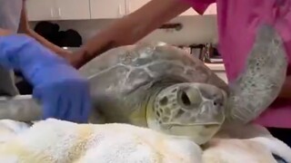 慎点！龟龟我长痘痘了！
