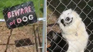 รวมภาพน้องหมาสุดฮา 1️⃣ คุณปาว🐶