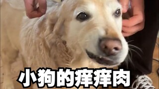 สวัสดี โปรดอย่าไปจี้ตัวคันๆ ของน้องหมานะ!