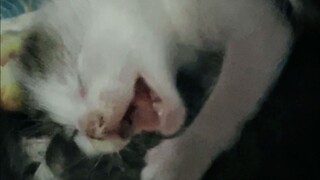 VID_20240202