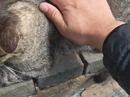 Mèo Hoa Cọp Trung Quốc thuần chủng là mèo cái, rất giỏi bắt chuột.