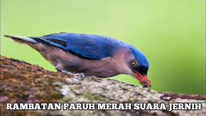 Rambatan Paruh Merah Suara Jernih