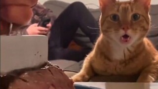 “你真不考虑给我吃一口？？？”