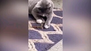 cat funny video 2023