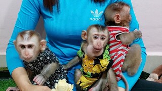 Lay Heang monkey is always the first eater