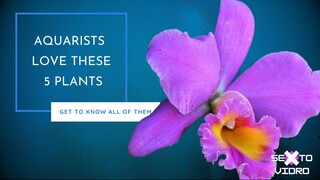 THE 5 MOST BELOVED PLANTS BY AQUARISTS