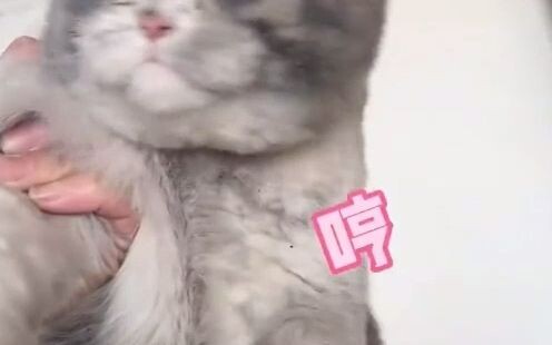 Mèo: Sao mình chưa từng thấy cái ổ mèo nào ấm áp như thế này nhỉ, còn ấm hơn cả trong thành phố nữa!