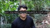 WHY YOU NEED INDOOR PLANTS IN YOUR LIFE according to me 🤣 (Tagalog)