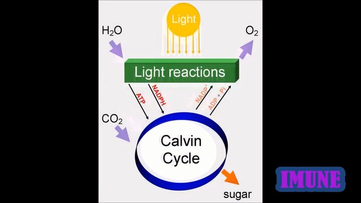 Because of Quantum ElectroDynamics Synthetic is SINthetic