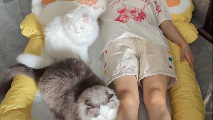 ซื้อเสื่อน้ำแข็งให้แมวของฉันและได้รับเตียง
