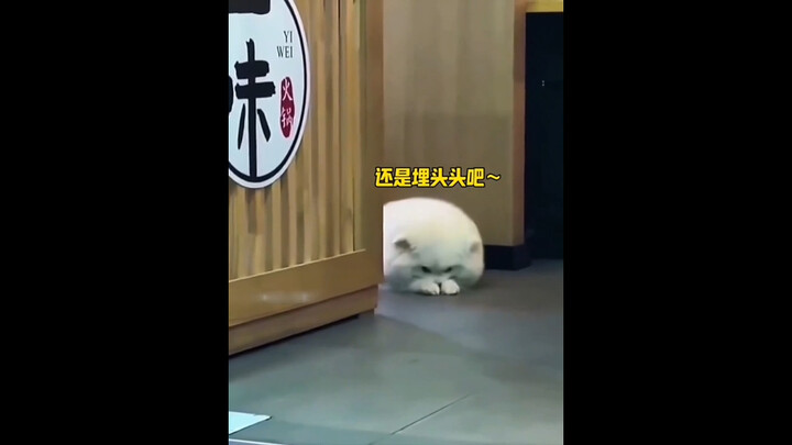 "Socially Anxious Cats and Dogs"