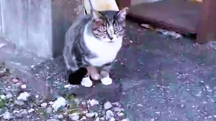 A stray cat picked its own owner, and the girl made it believe it made the right choice! 🙏❤️ Cat: If