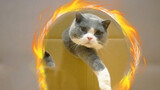 (Meow) ใช้วิธีละครสัตว์เพื่อทำให้แมวลอดห่วง ขำหนักมาก...