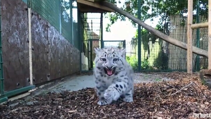 【Snow Leopard】The vicious leopard roars