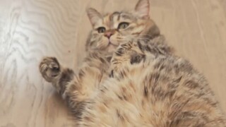 Satu cun bang ying satu kilogram