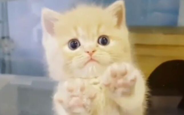 It seems to know it’s super cute!