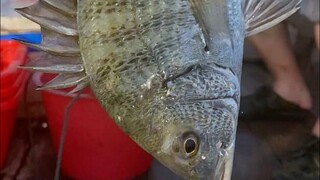 带北京的朋友出海捕鱼，竟有那么多稀奇好货