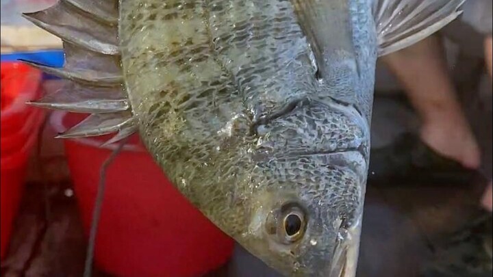 Membawa teman dari Beijing pergi memancing di laut, ternyata ada begitu banyak barang langka dan men