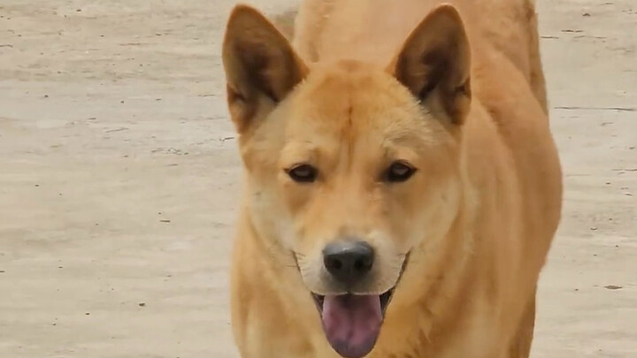 Mengagumkan! Dahuang memang murah hati dan setia kawan!