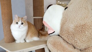 I pretended to be a teddy bear, and the cat didn't recognize me. But when I gave it some snacks... i