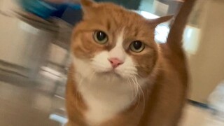 Để tôi bước thêm được vài bước, dì Khương đã nỗ lực đến nhường nào