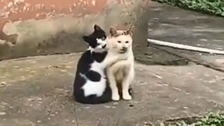 Situasi kisah cinta kucing kontemporer.