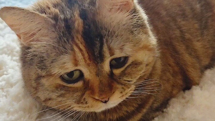 No cat food, no happiness.