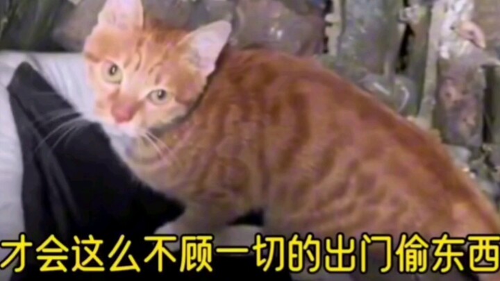 Awalnya kukira itu kasih sayang ibu, tapi ternyata… #kucingtunawisma