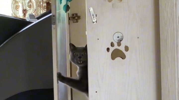 Cat: No, are you at home, duck?
