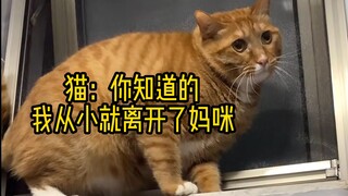 “这次是真的来帮你们戒猫的”