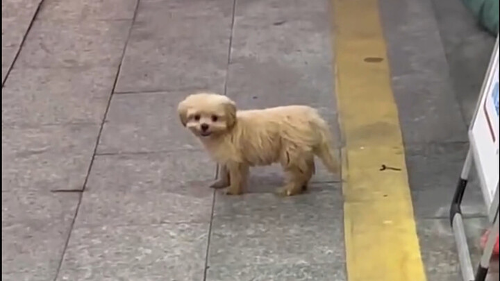 มันกำลังยิ้มให้คุณอยู่นะ ทุกครั้งก็เป็นน้องหมาที่แสนร่าเริง