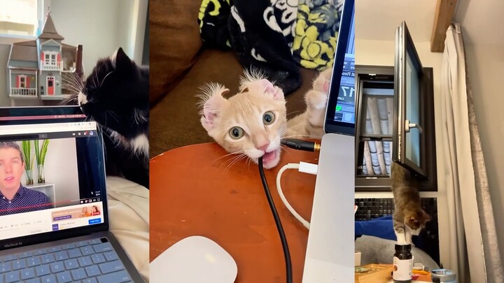 Những bất ngờ thường ngày của Mèo Mèo