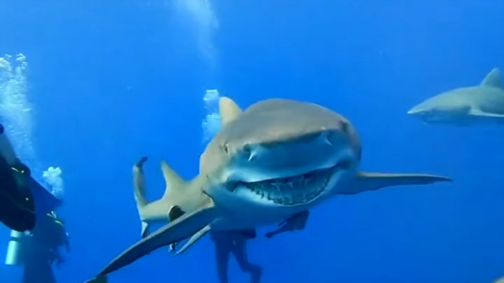 اكتشفنا أن القرش لا يجد طعامًا، فبدأنا بإطعامه يوميًا... ولم نتوقع أبدًا أن يردّ الجميل بهدية عظيمة 