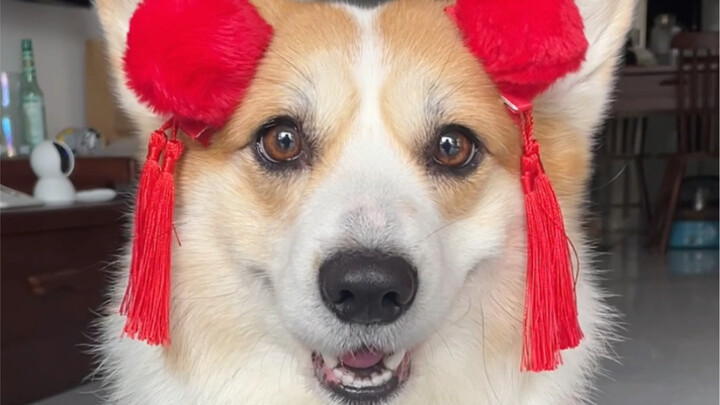 เจ้าหมาเหลือบมองฉันแวบหนึ่ง สงสัยว่าฉันใส่ช้าเกินไปหรือเปล่า🤣