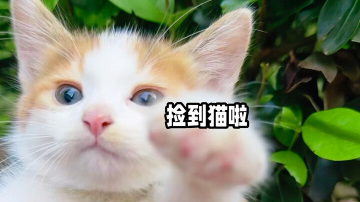 I found a cat! The three-color cat’s flower language is “act fast or you’ll miss out” — AHHHHHHH!!