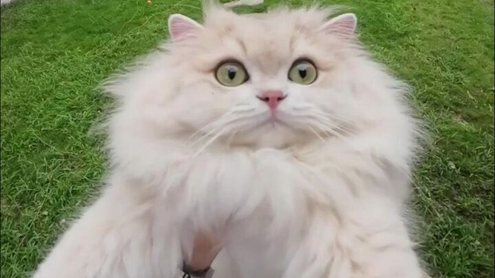 See? I told you it’s easier to catch cats when the weather’s hot, didn’t I!