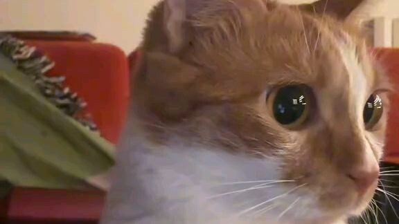 just try to your cat