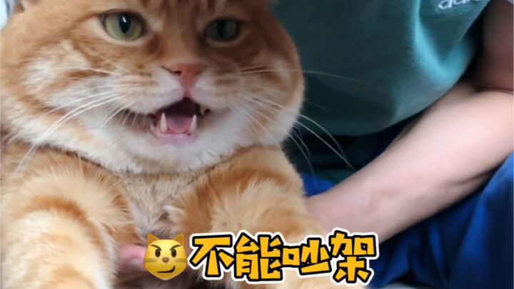 What Happens to the Cat When We Fight?