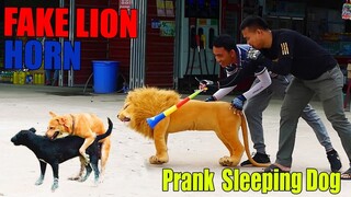 [Best Dog Prank Video] Don't Try This At Home Will Make You Can't Stop Laughing