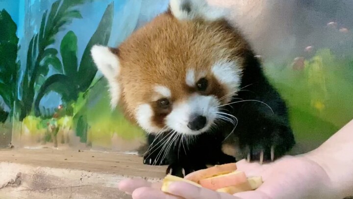كيف تلتقط الباندا الصغيرة ذات الشخصيات المختلفة التفاح من بين يديّ المربي؟ وكيف ينظف الدب الصغير نفس