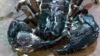 Kala Black Scorpio available