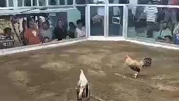 nakachamba ulit tayo manga idol  2 - 0 na tayo ngayon taon nasa tuloy tuloy na to