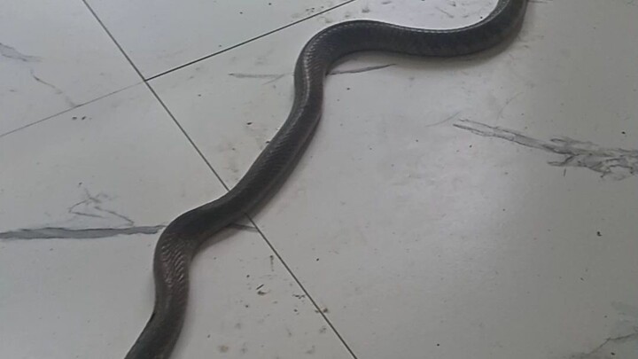 king Cobra enters our home. Always be careful